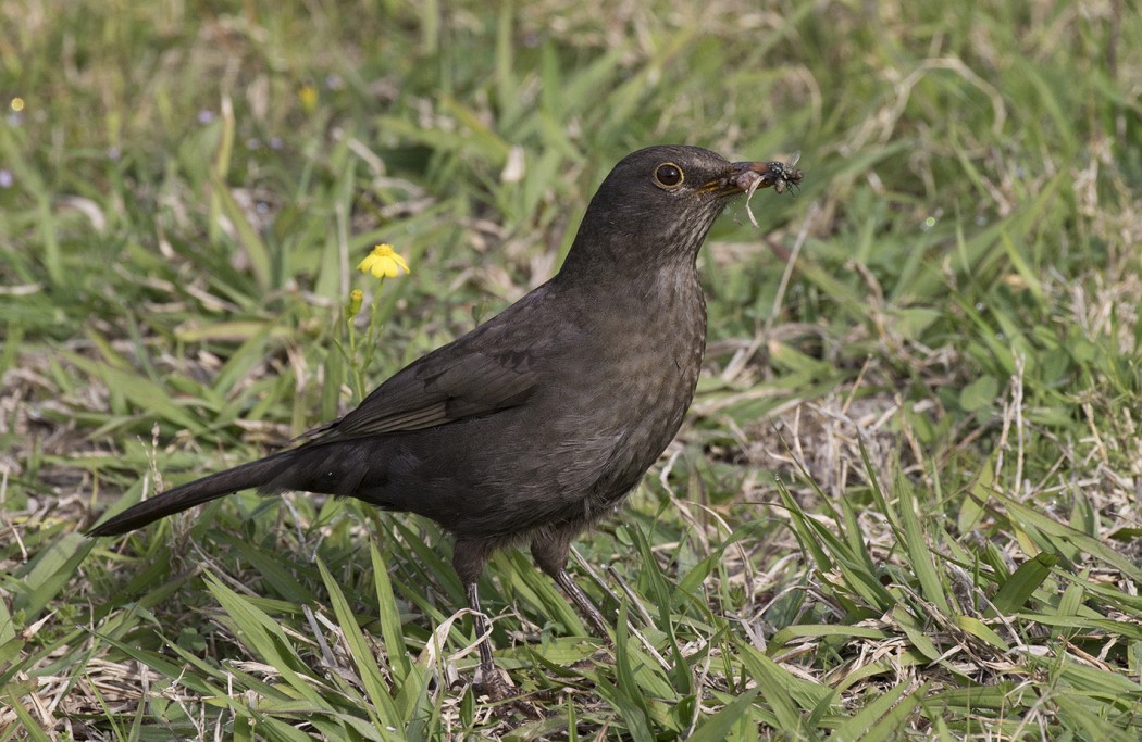 Common Blackbird