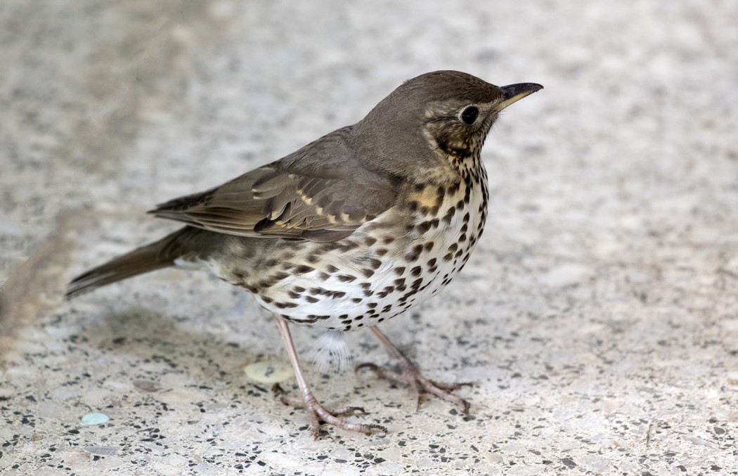 Song Thrush