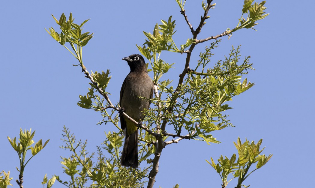 White-spectacled Bulbul