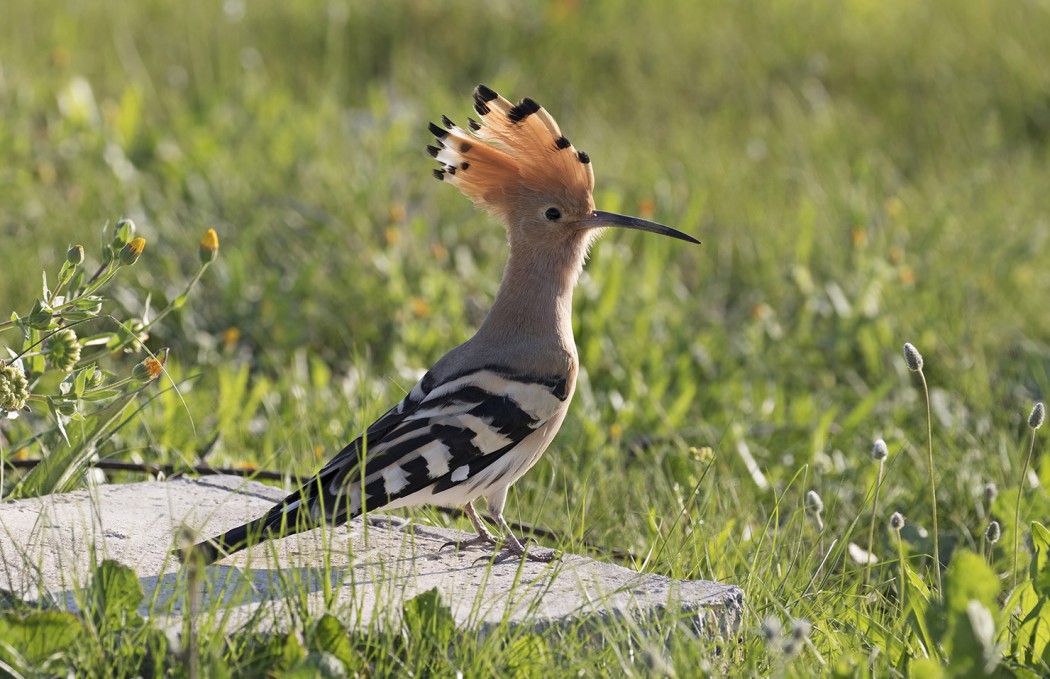 Eurasian Hoopoe