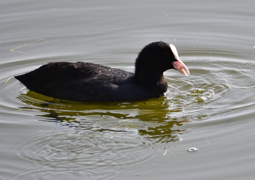 Eurasian Coot