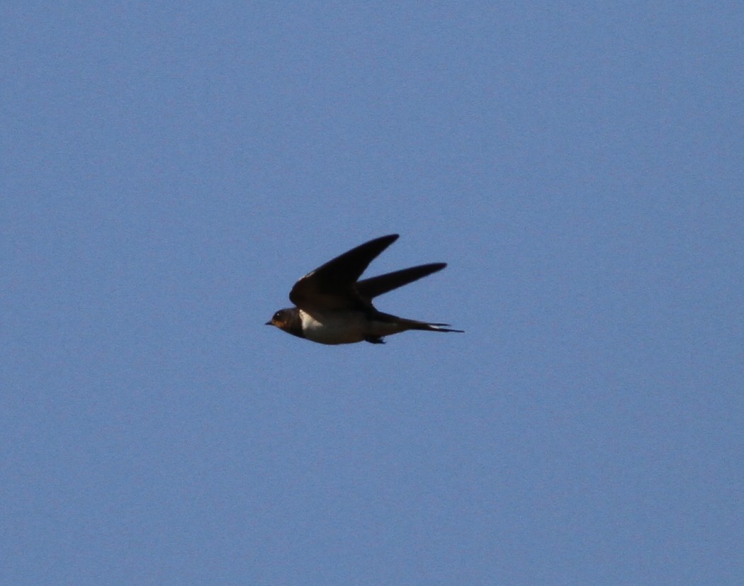 Barn Swallow