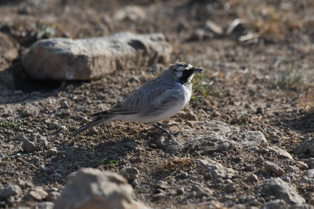 Horned Lark