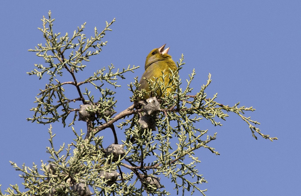 European Greenfinch