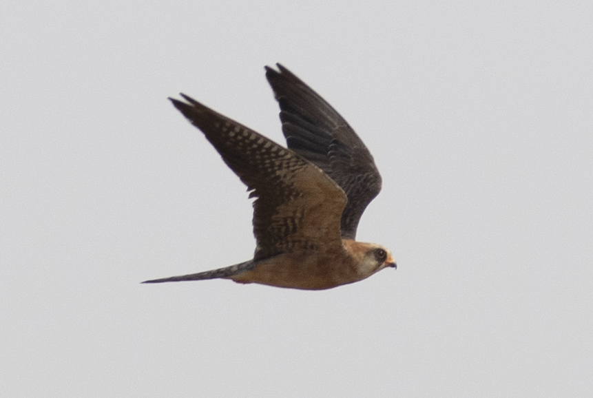 Red-footed Falcon