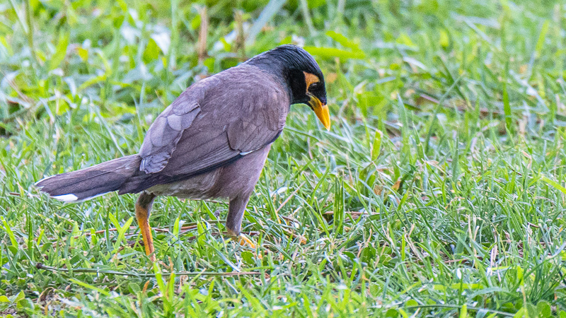 Common Myna