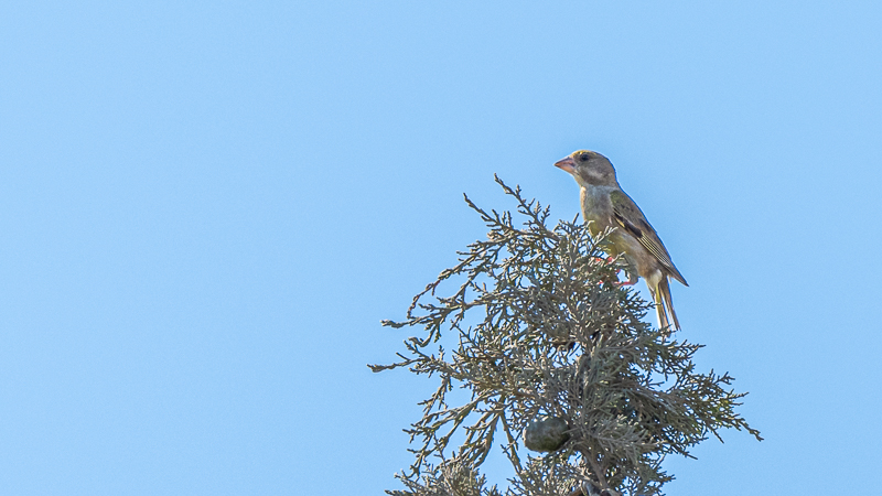 European Greenfinch