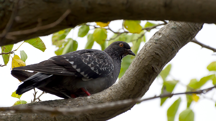 Rock Dove