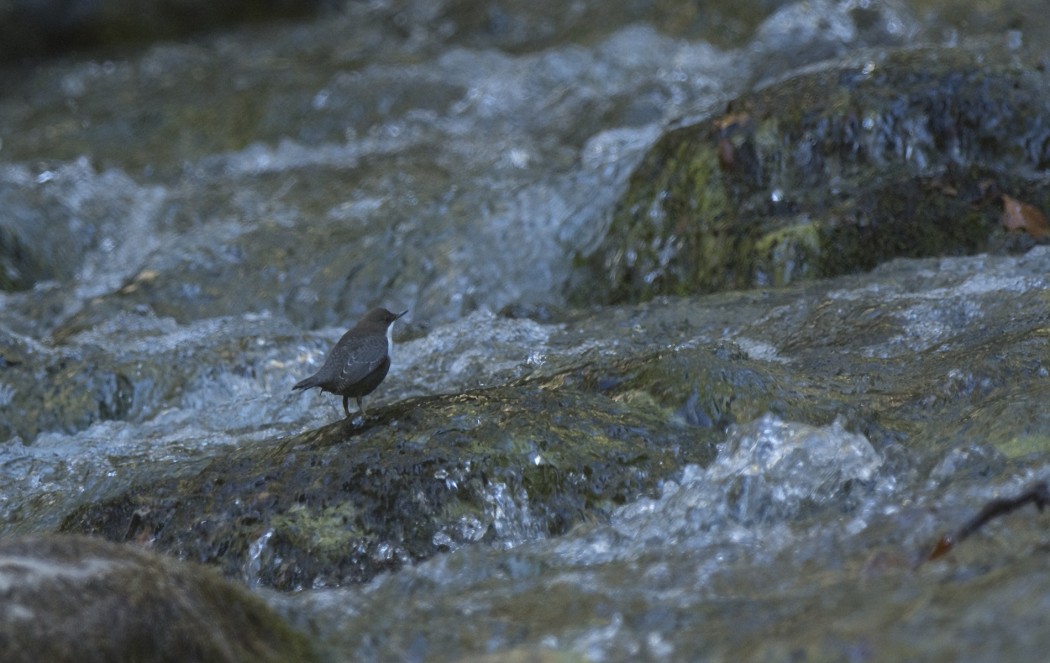 White-throated Dipper