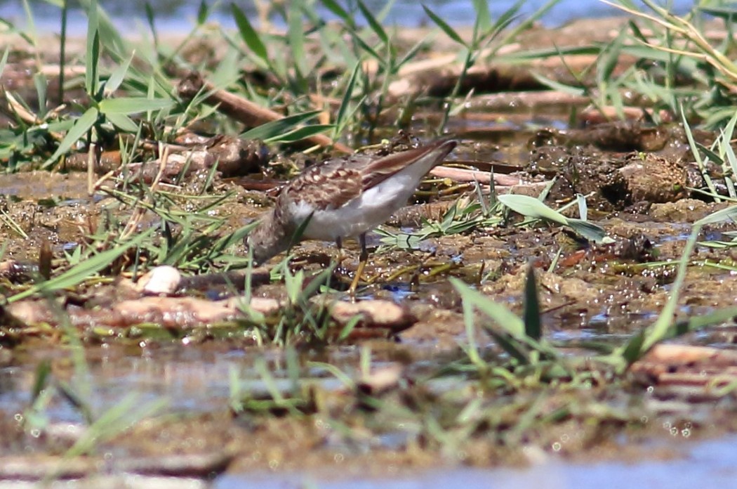 Temminck`s Stint