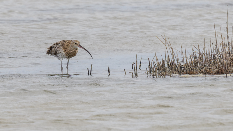 Eurasian Curlew
