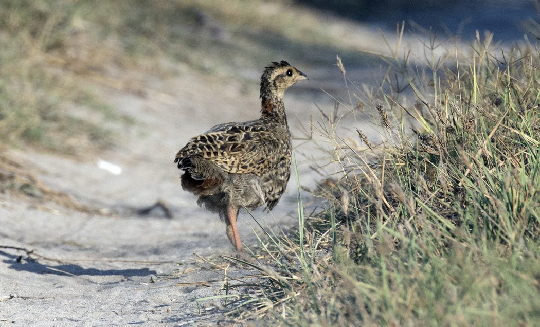 Black Francolin