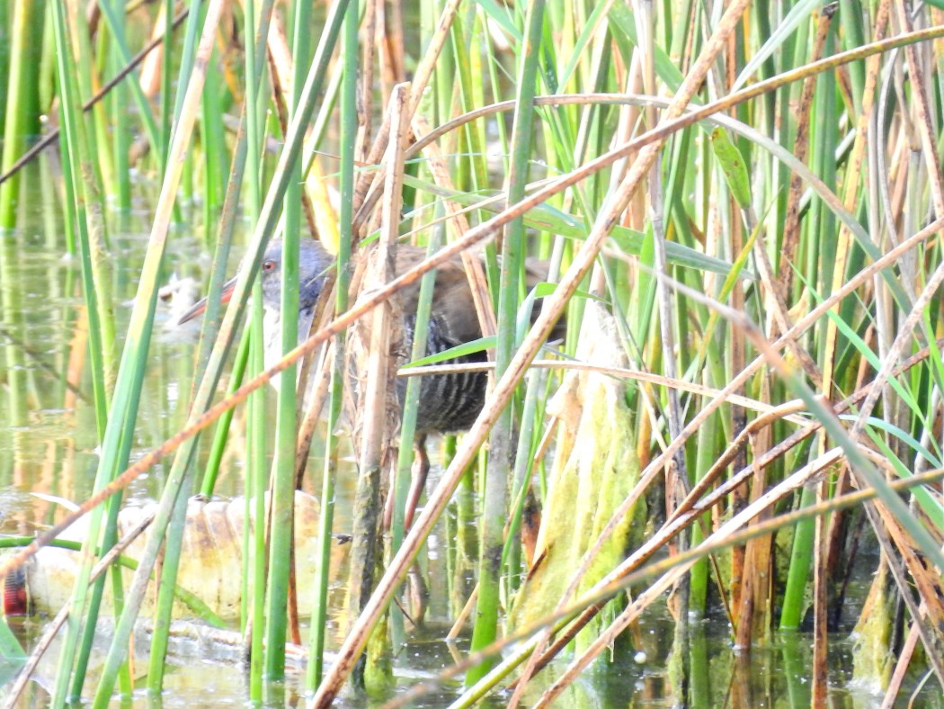 Water Rail