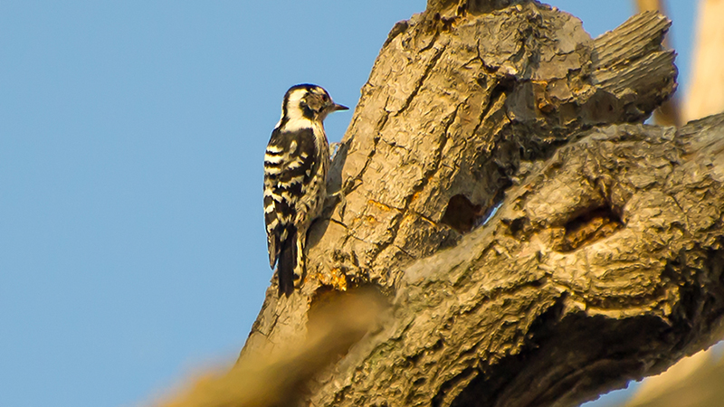Lesser Spotted Woodpecker