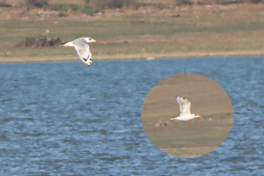 Pallas`s Gull