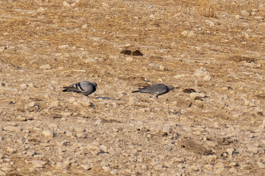 Stock Dove
