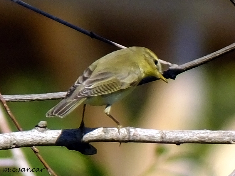 Willow Warbler