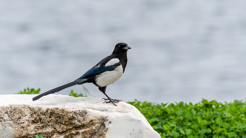 Eurasian Magpie
