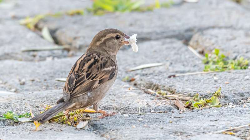 House Sparrow