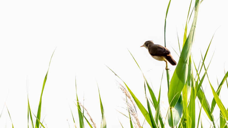 Common Reed Warbler
