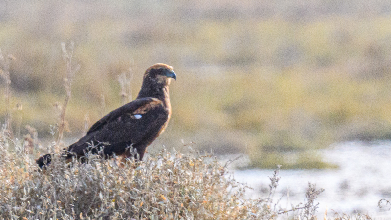 Western Marsh Harrier