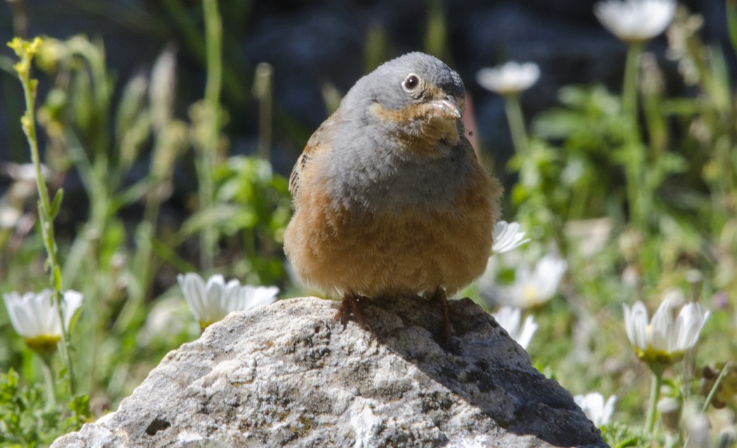 Cretzschmar`s Bunting