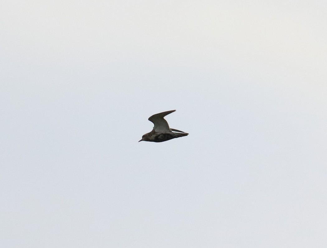 European Golden Plover