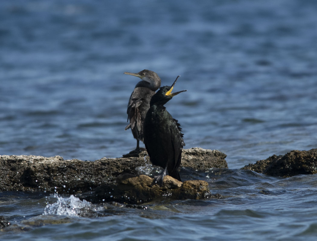 European Shag