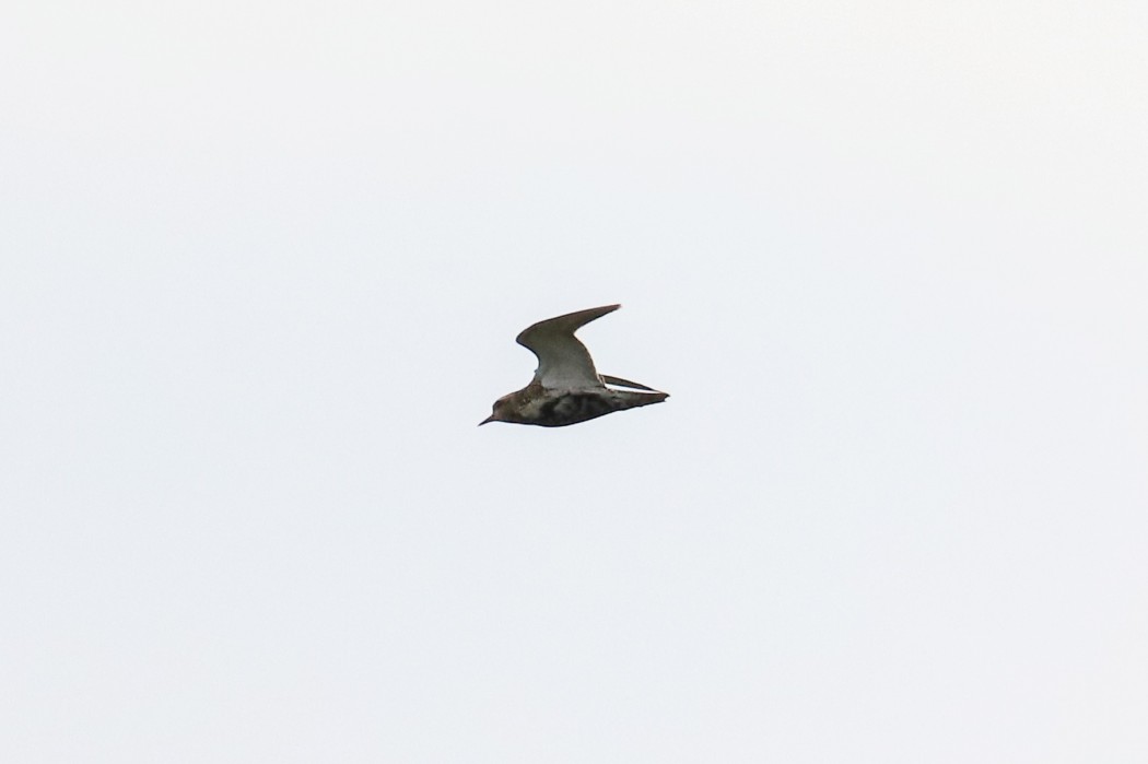 European Golden Plover