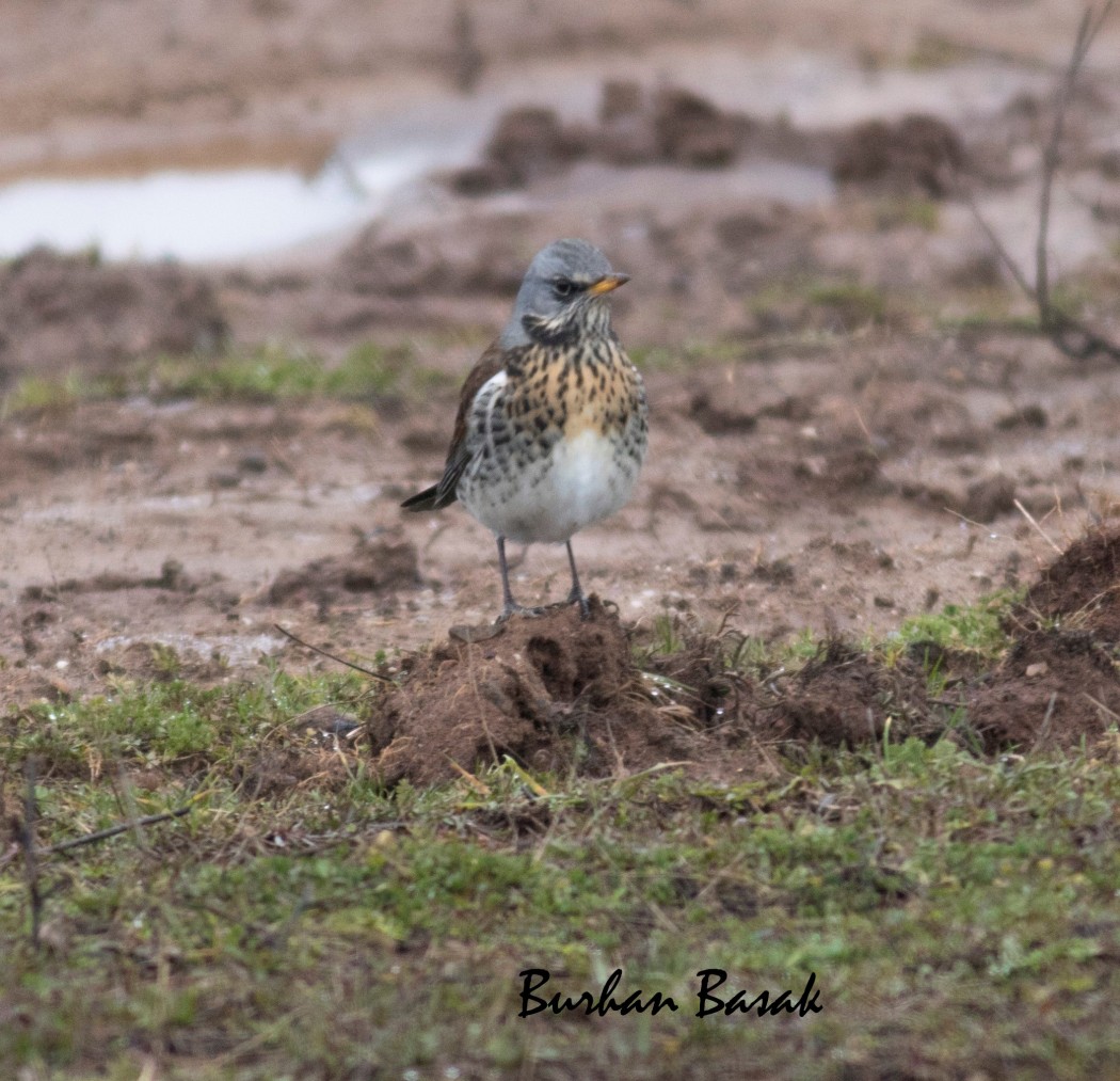 Fieldfare