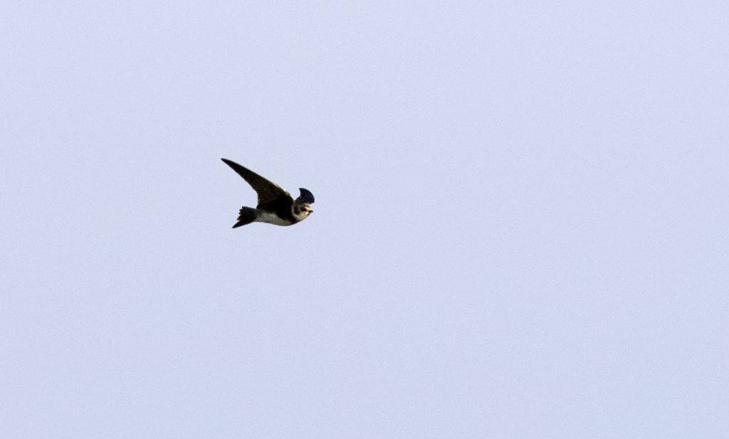 Sand Martin