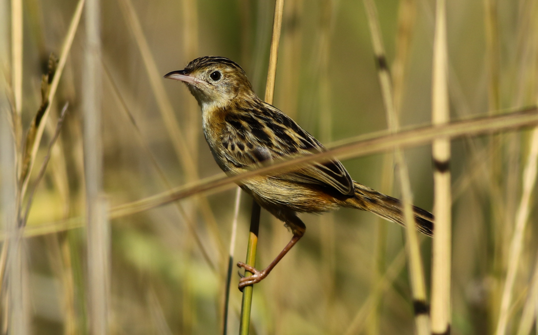 Zitting Cisticola