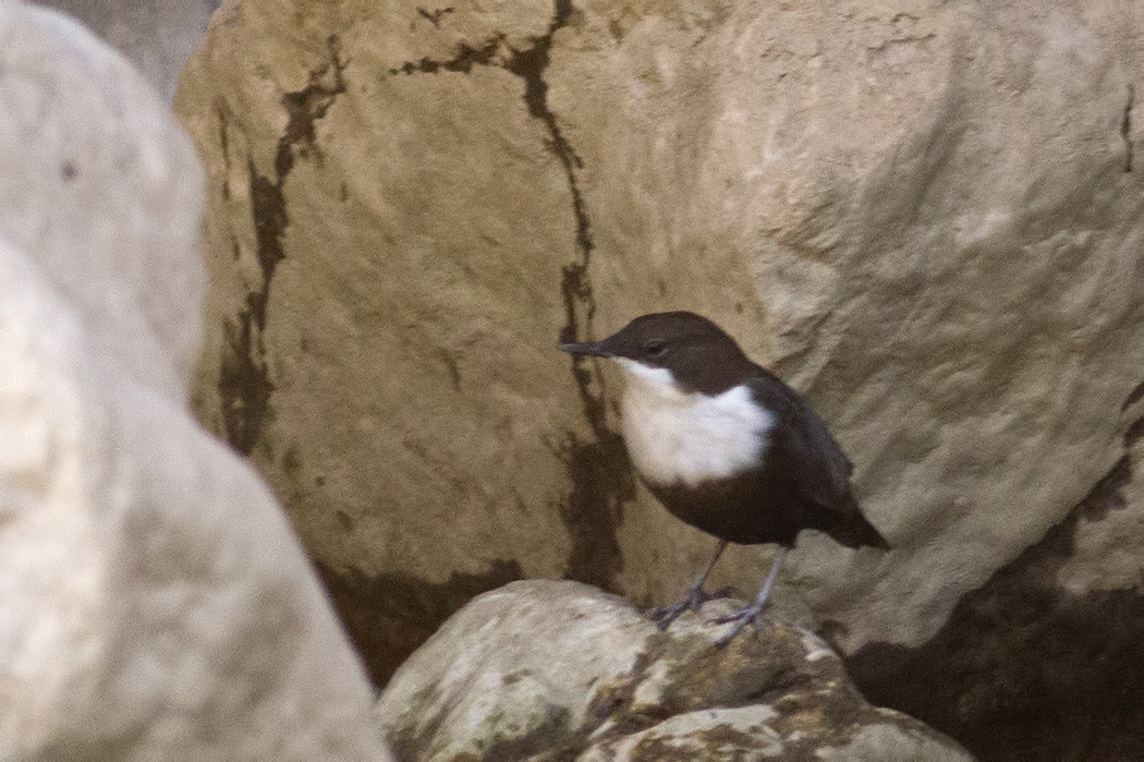 White-throated Dipper