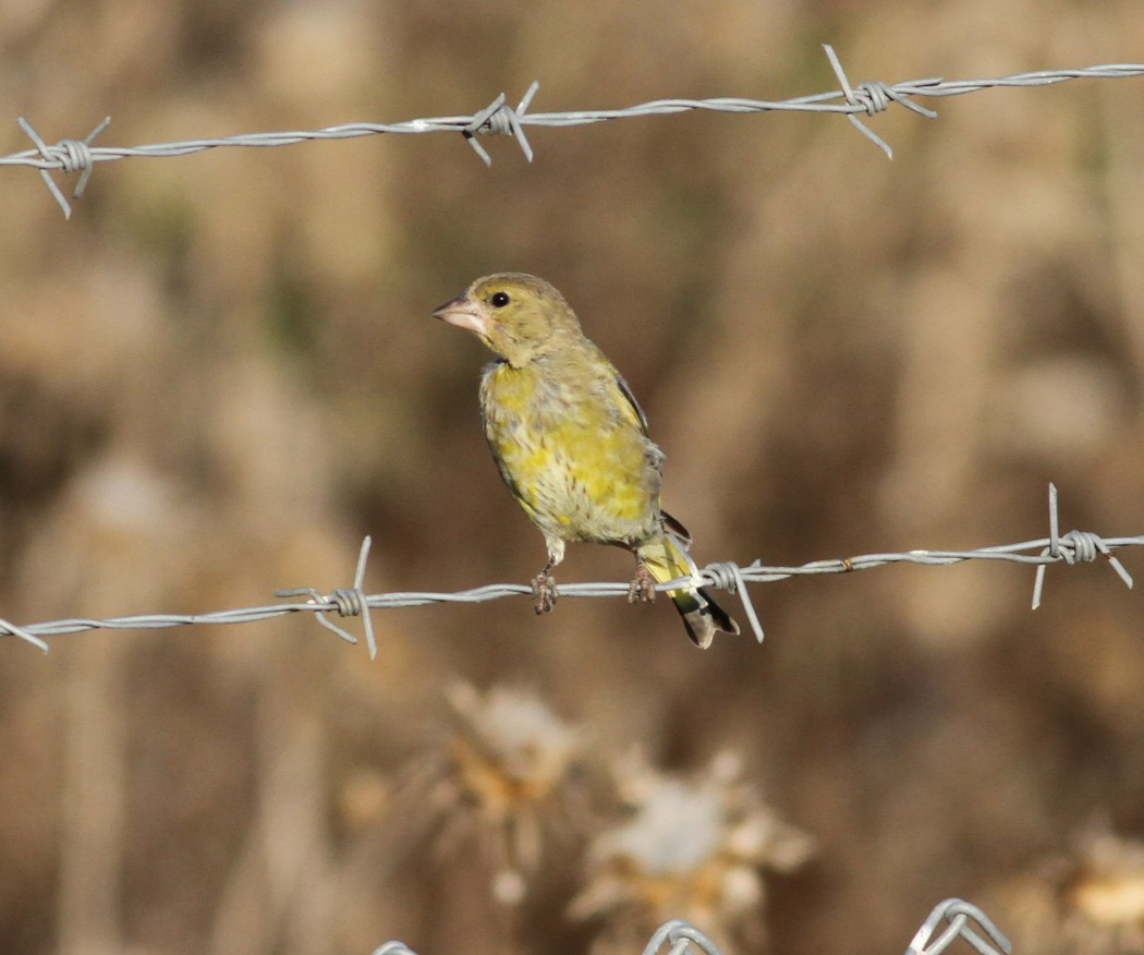 European Greenfinch