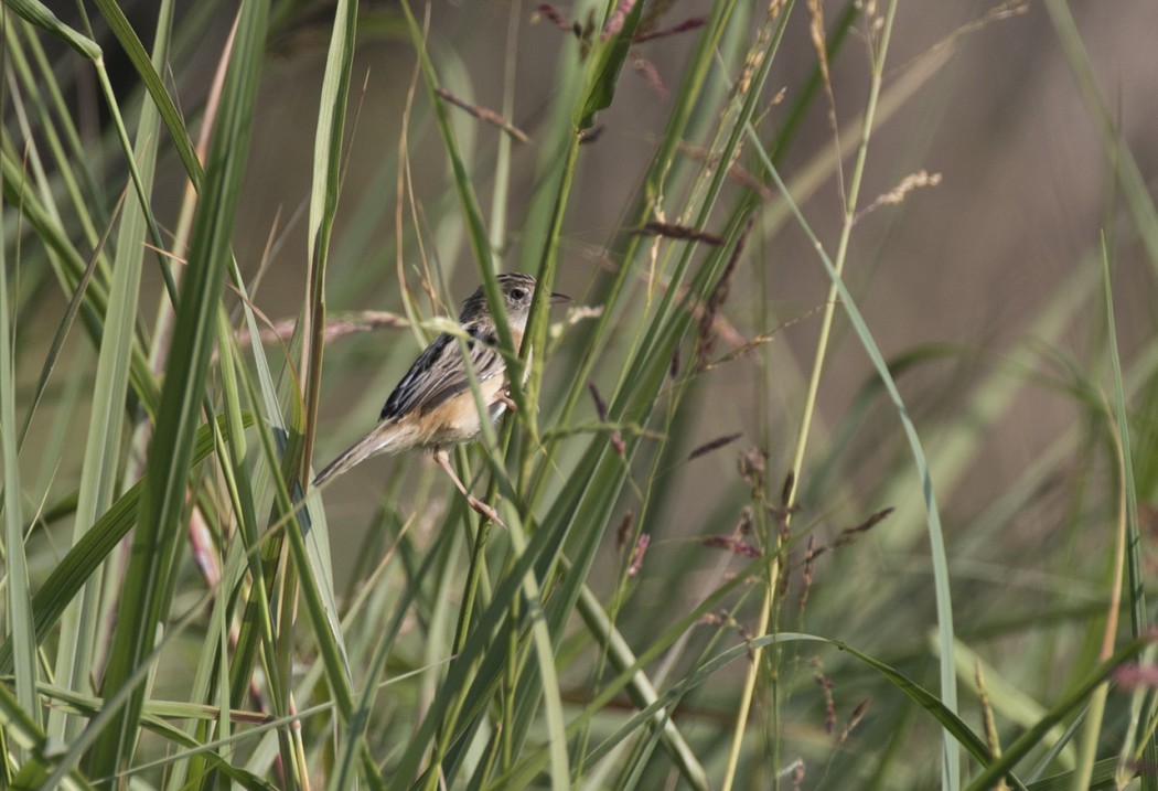 Zitting Cisticola