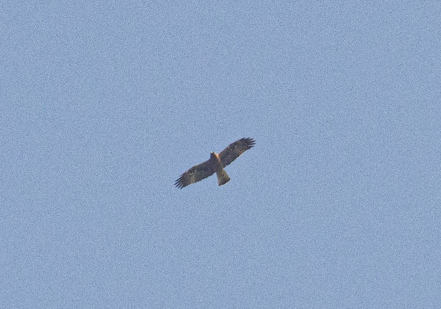 Küçük Kartal