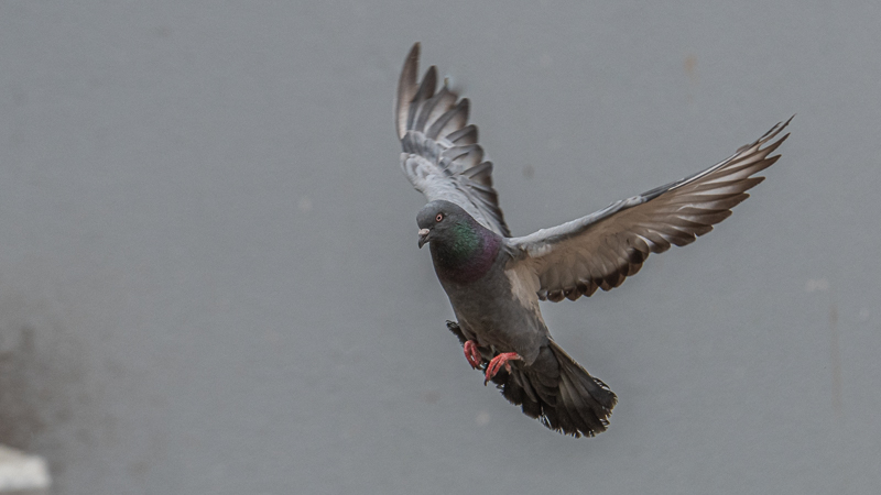 Rock Dove