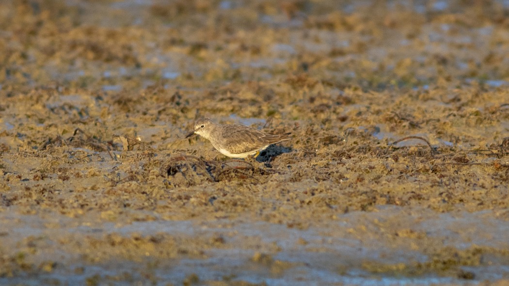 Temminck`s Stint