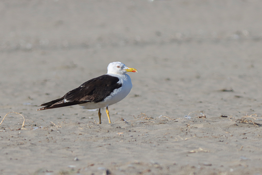 Lesser Black-backed Gull
