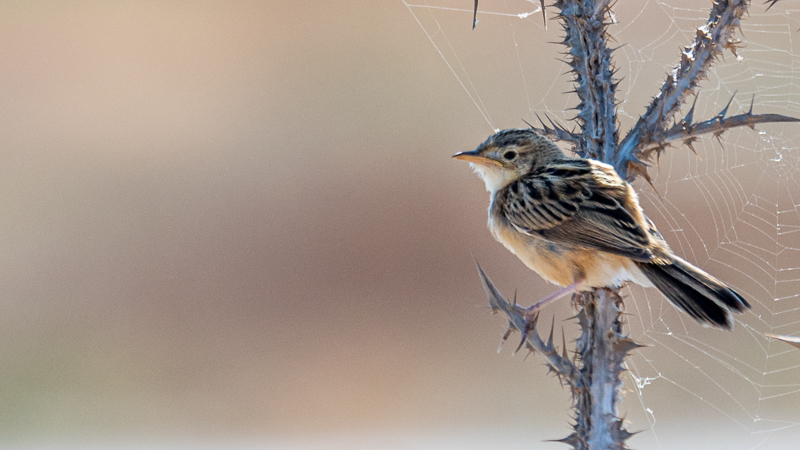 Zitting Cisticola