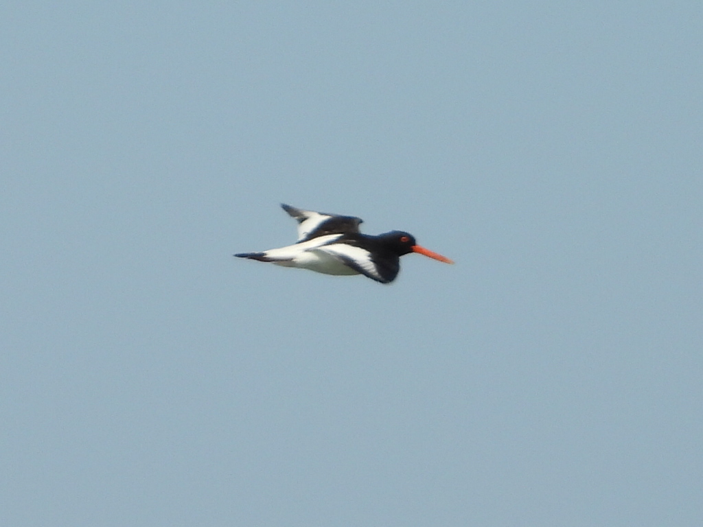 Eurasian Oystercatcher