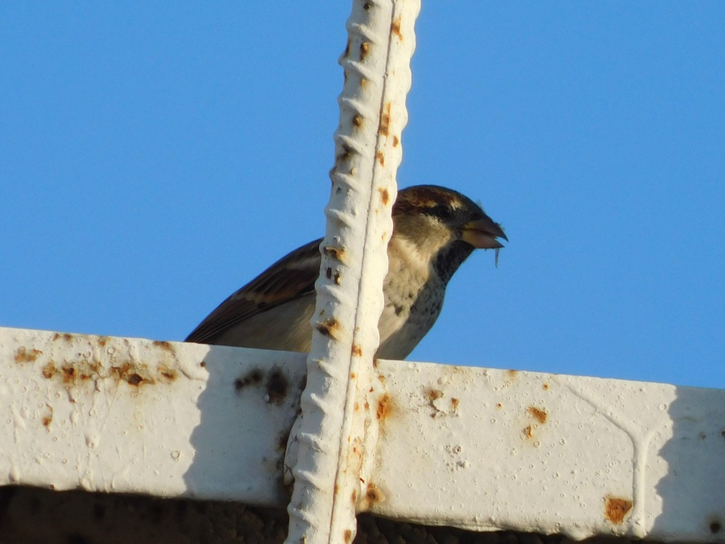 House Sparrow