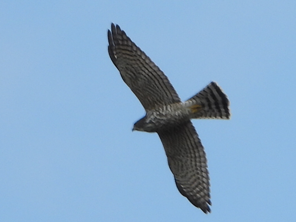 Levant Sparrowhawk