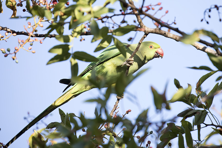 Rose-ringed Parakeet