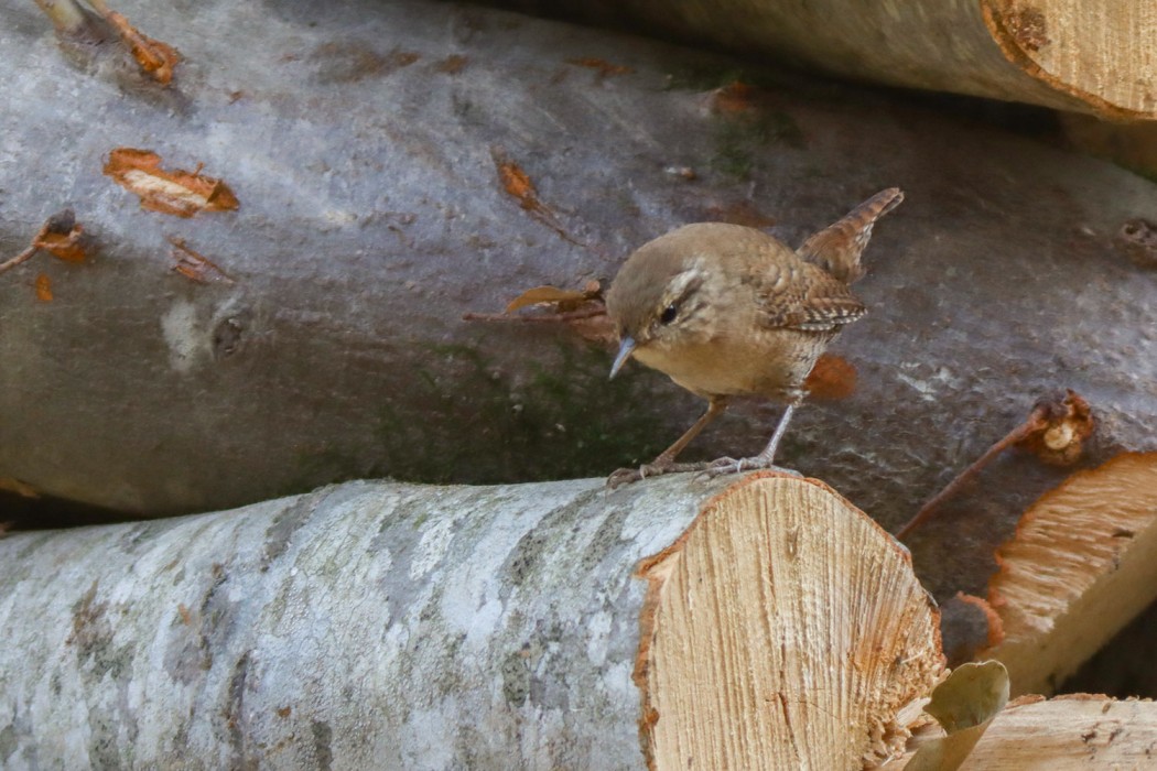 Eurasian Wren