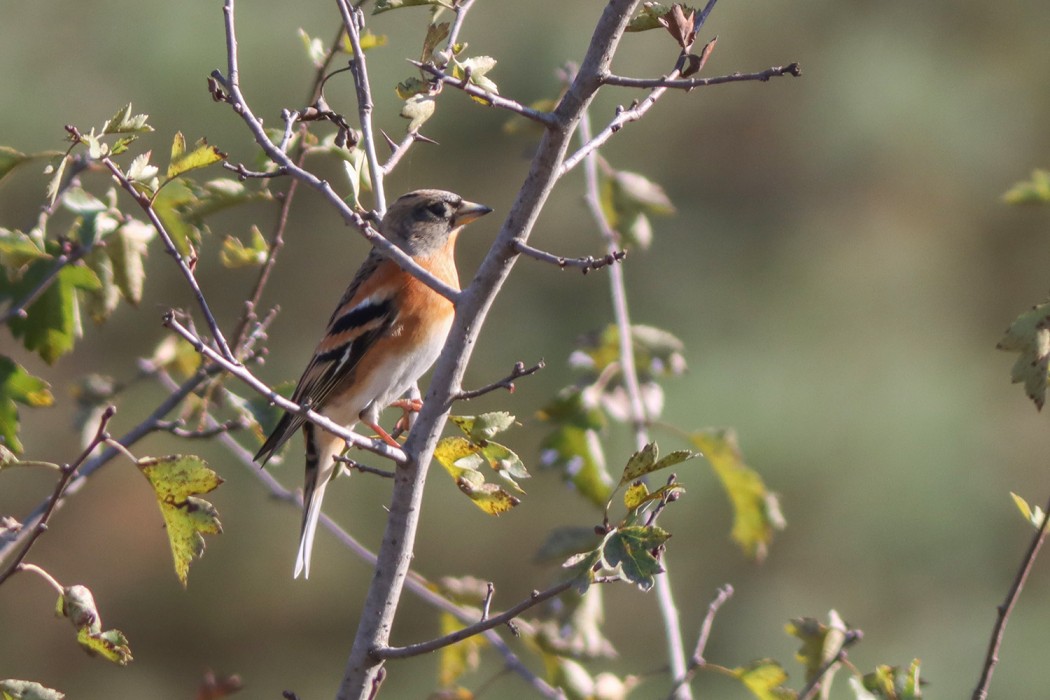 Brambling