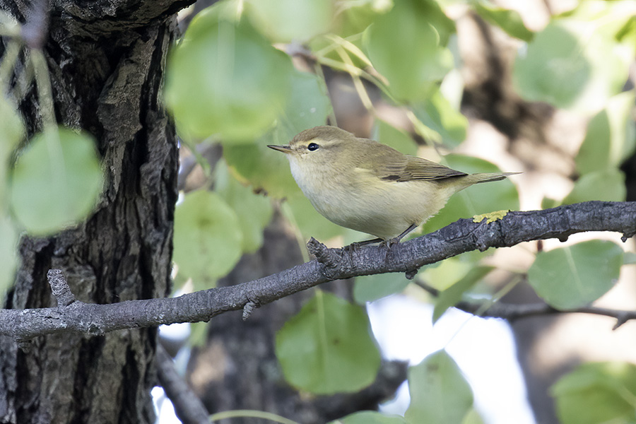 Common Chiffchaff