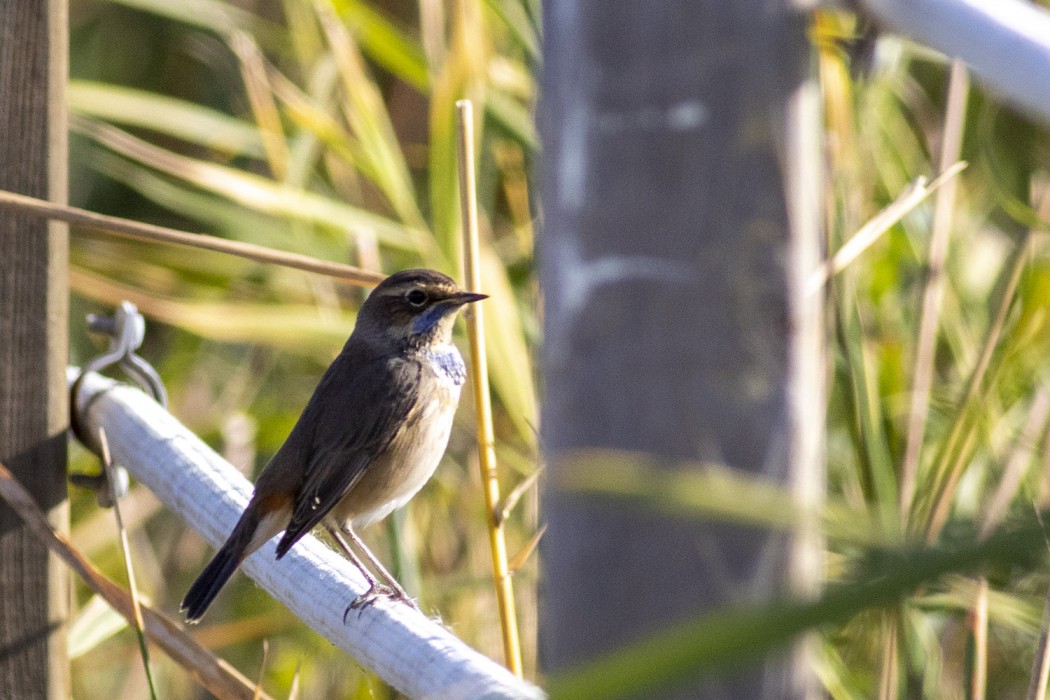 Bluethroat