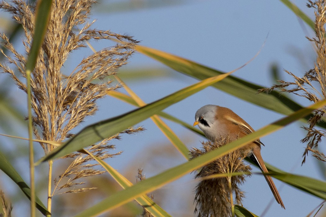 Bearded Reedling