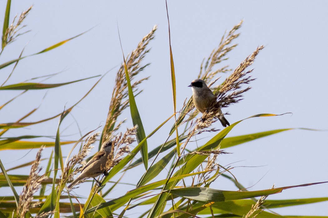 Eurasian Penduline Tit